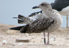 juvenile LBBG, ringed in the Netherlands.